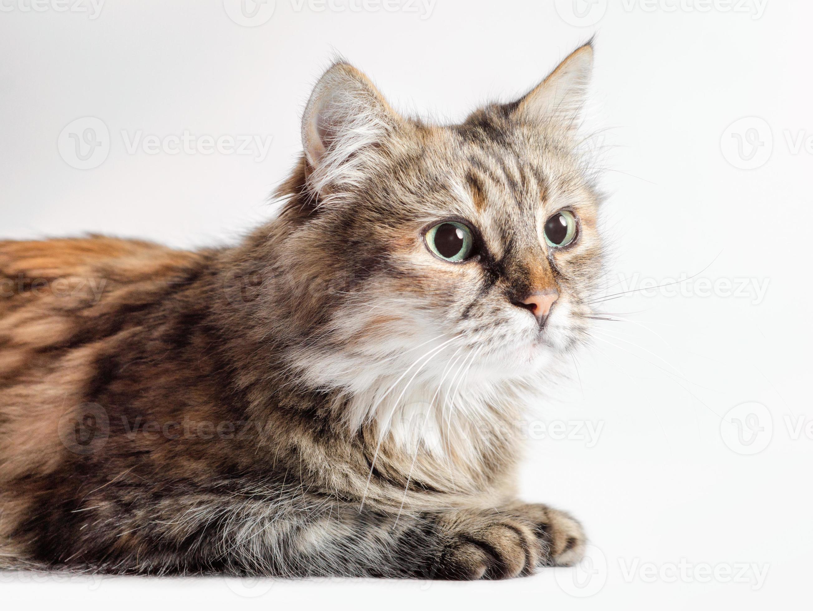 Close-up of a tabby cat photo