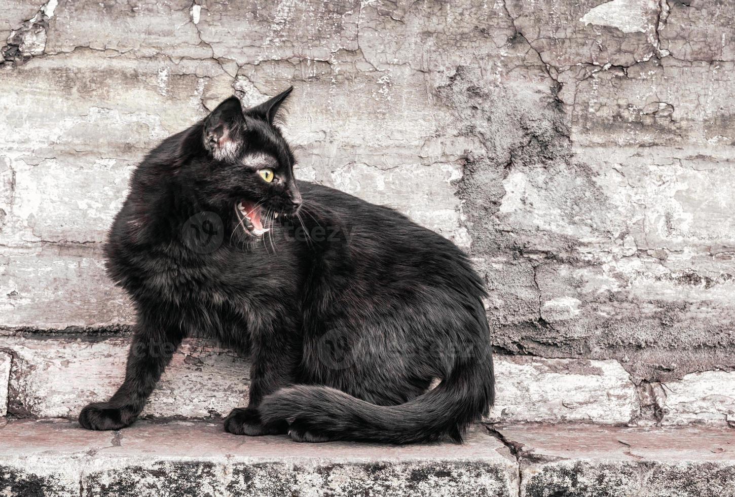 Hissing cat on a brick wall photo