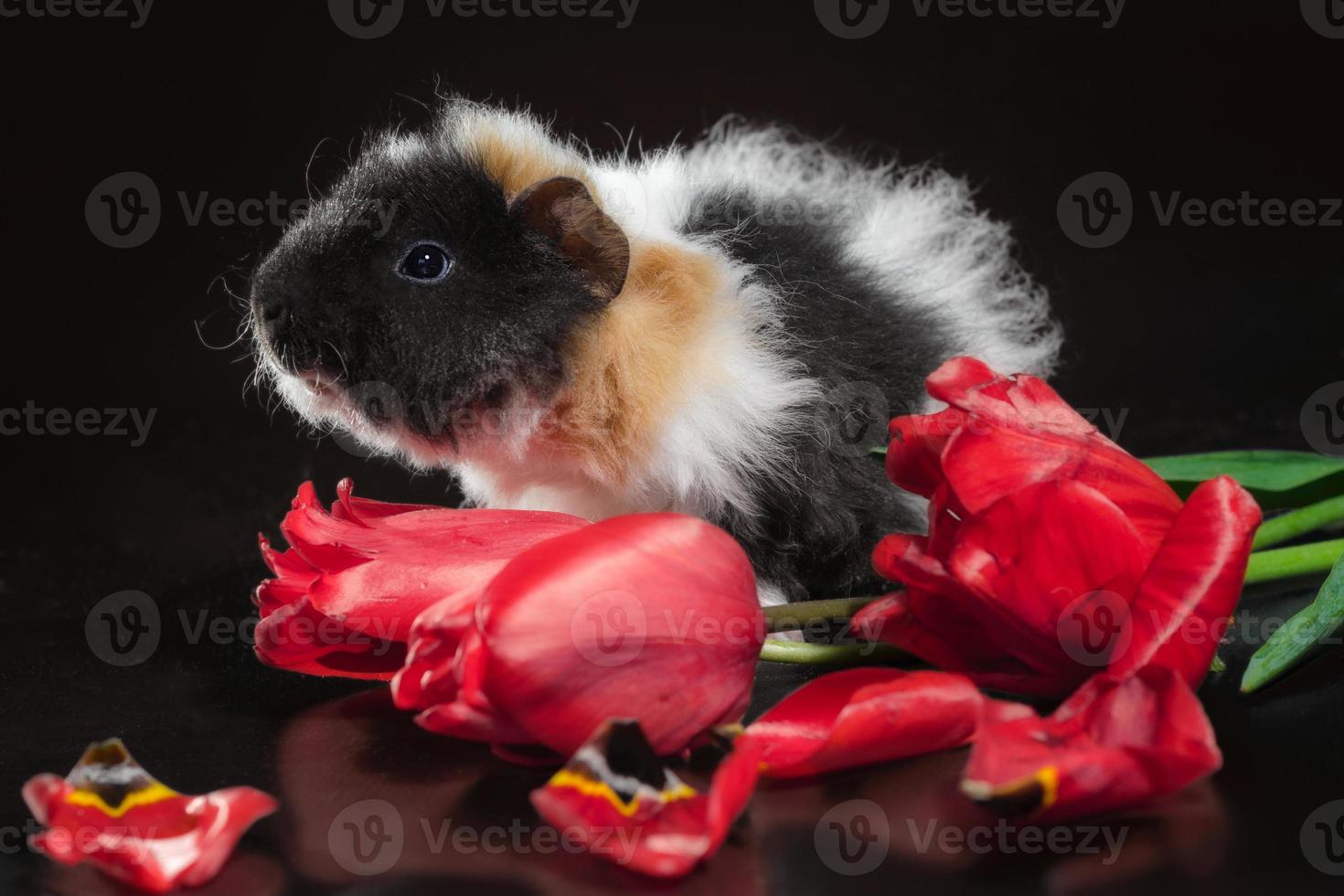 Guinea pig and tulips photo
