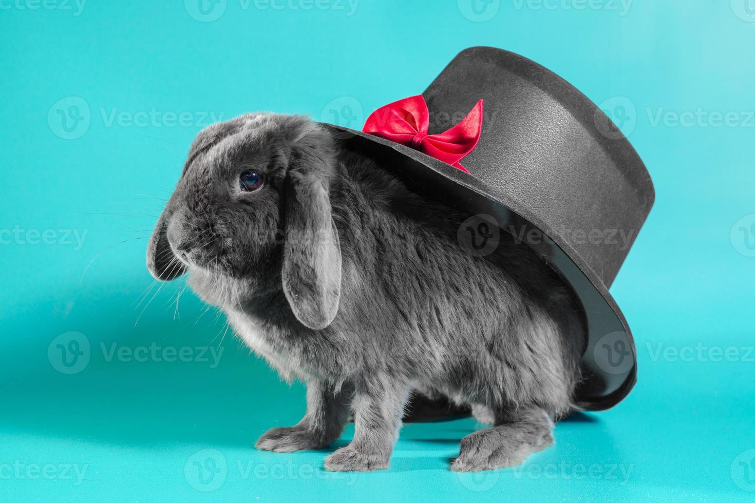 Hat on a bunny photo