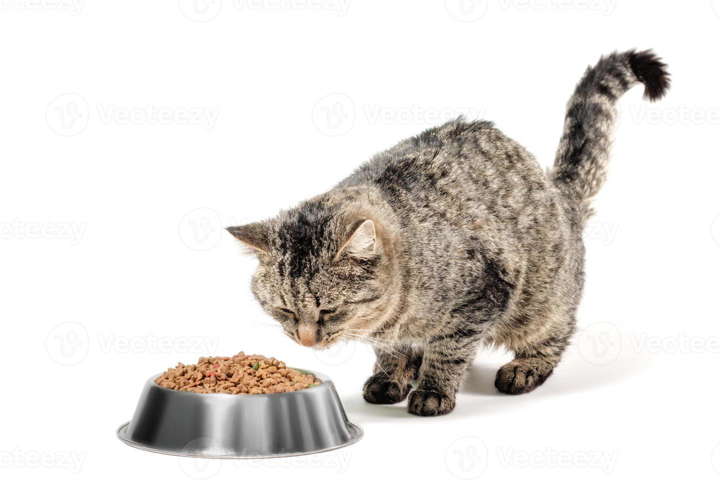 gato con plato de comida foto