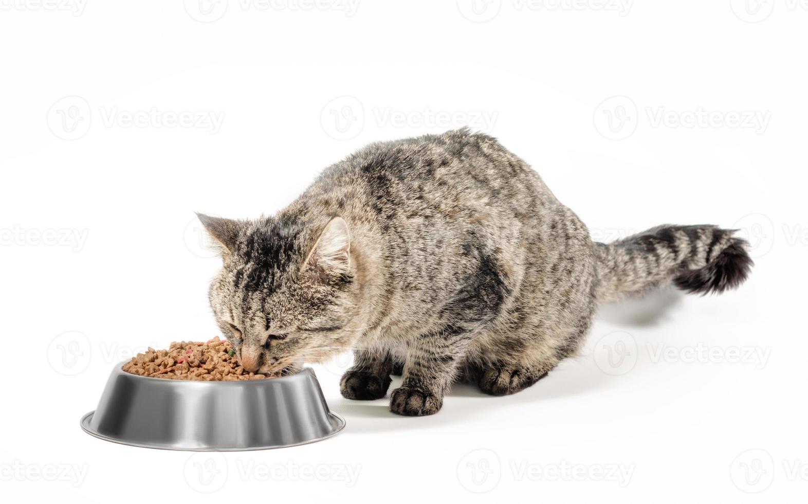 gato comiendo comida foto