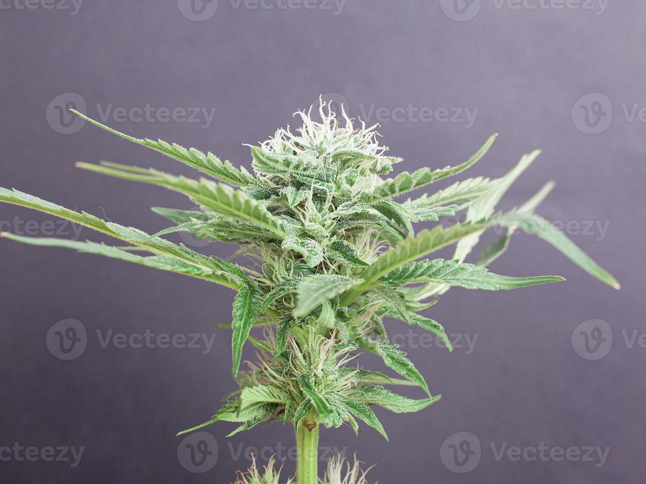 Blooming green cannabis bud on gray background photo