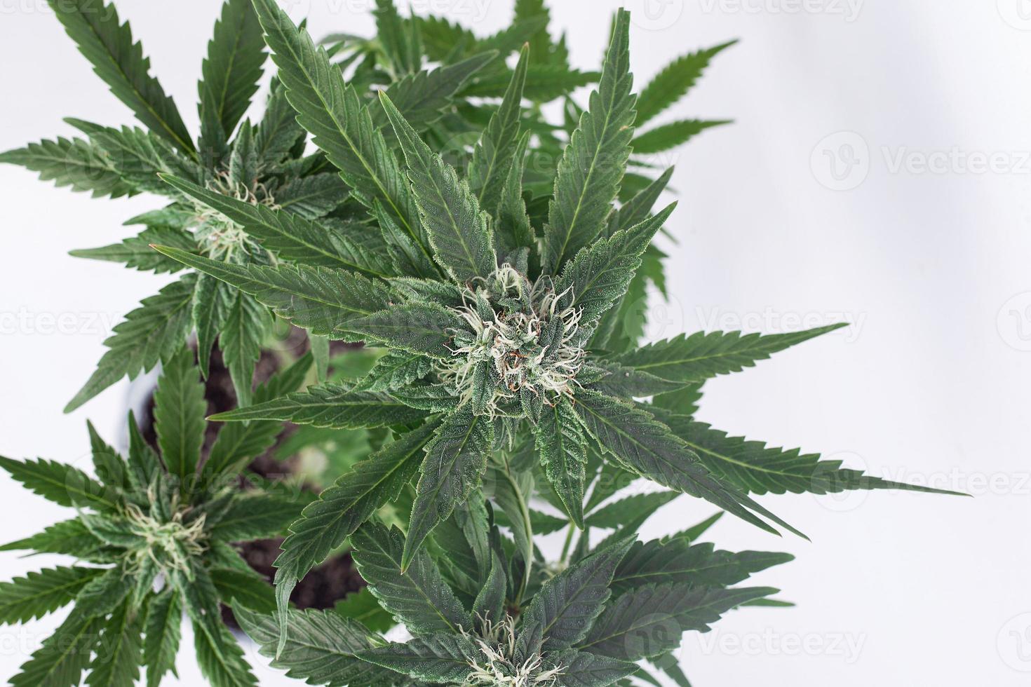 Arbusto verde de una planta de cannabis en flor sobre un fondo blanco. foto