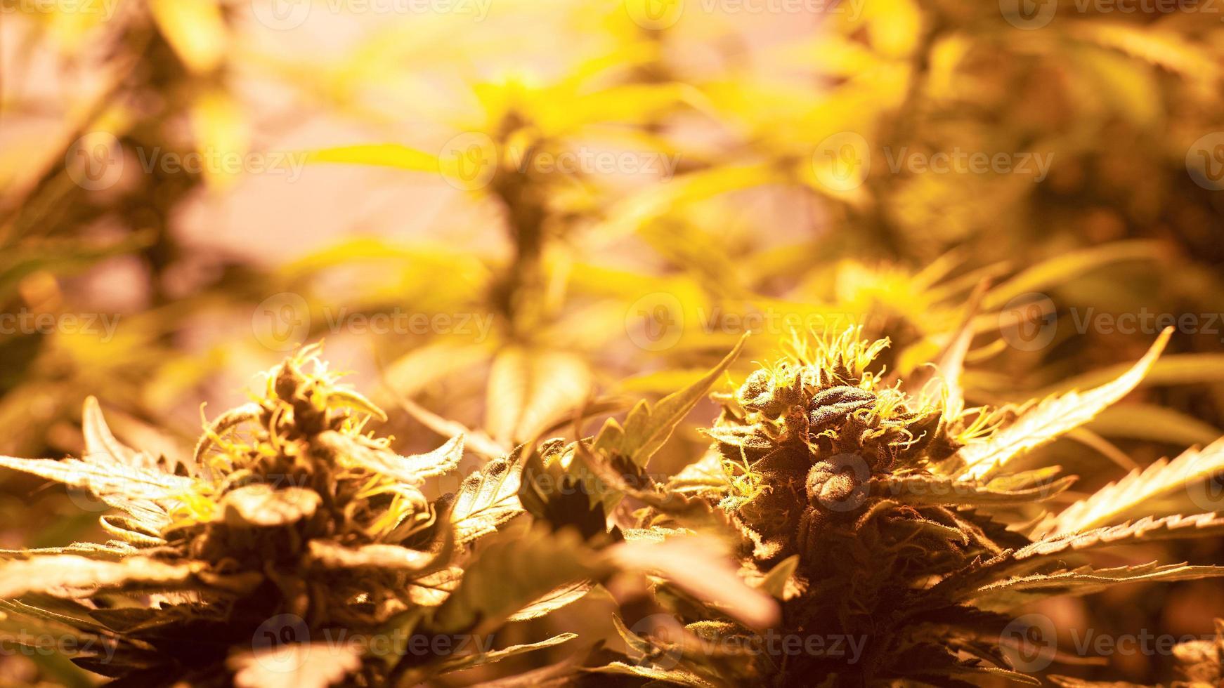 Plantación casera de marihuana con plantas de cannabis en flor bajo luz artificial en interiores foto