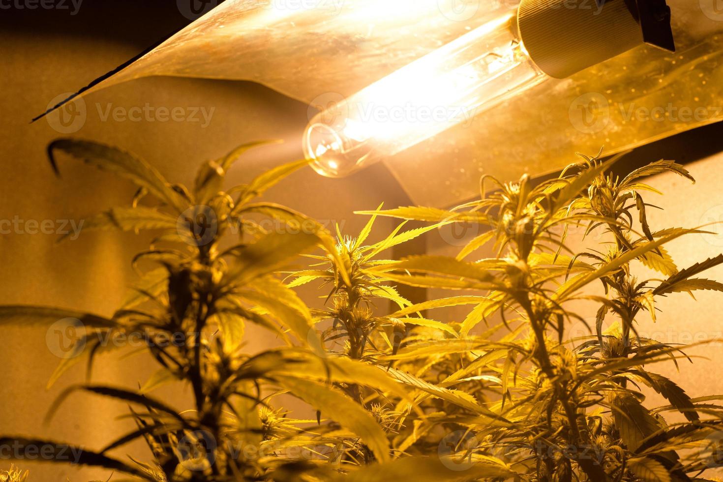 Plantación casera de marihuana con plantas de cannabis en flor bajo luz artificial en interiores foto