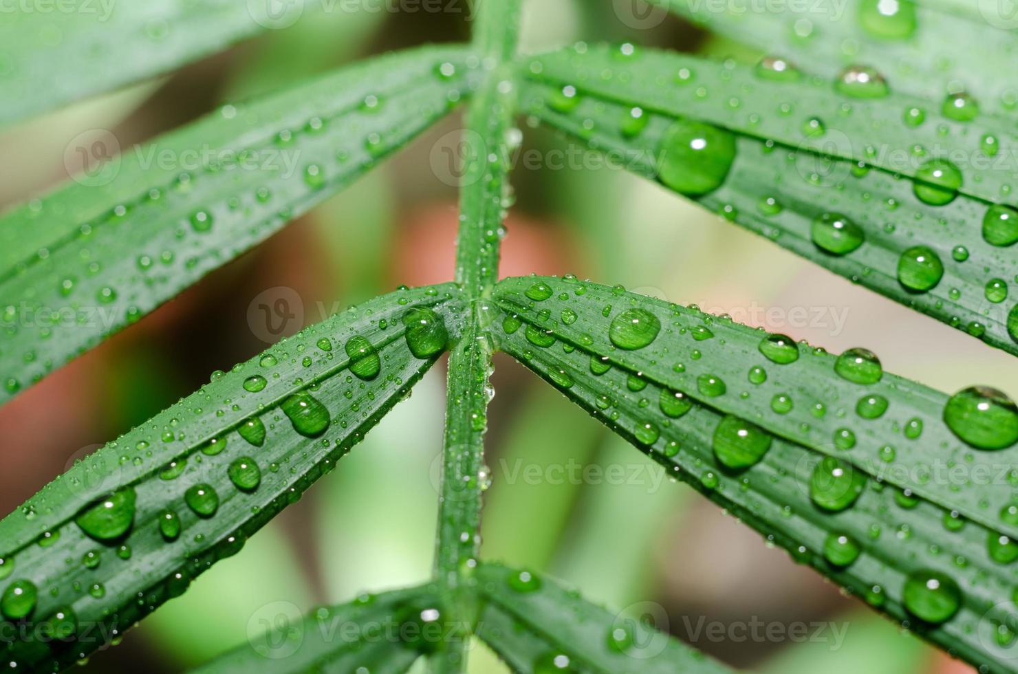 Raindrops on a green leaf close-up photo