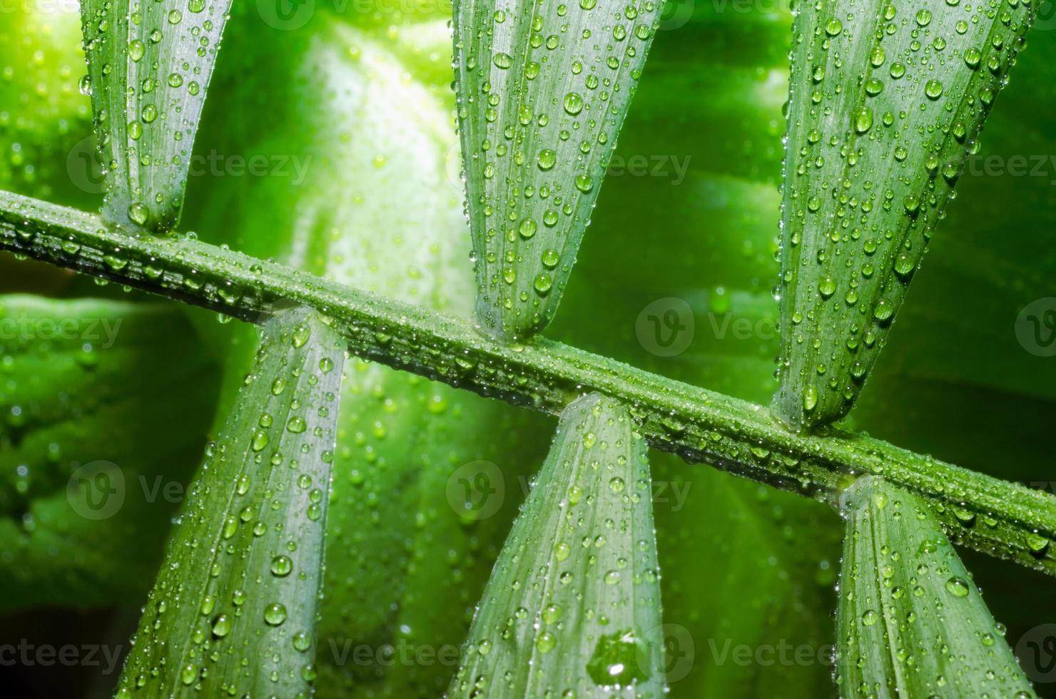 Close-up of a stem and green leaves photo