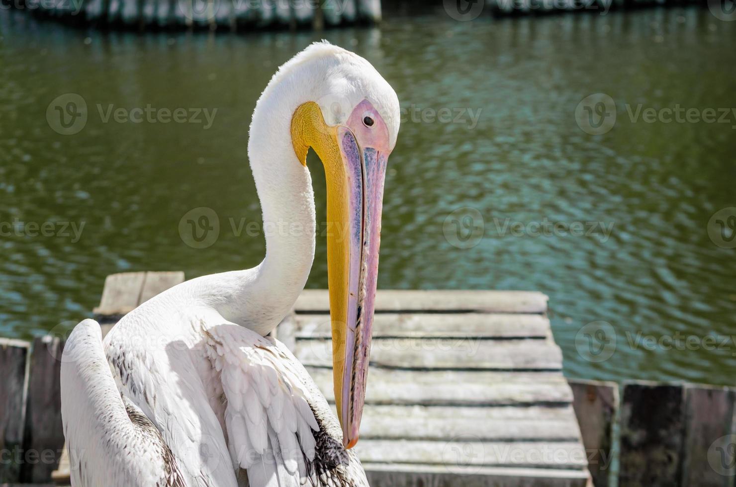 Pelican on a dock photo