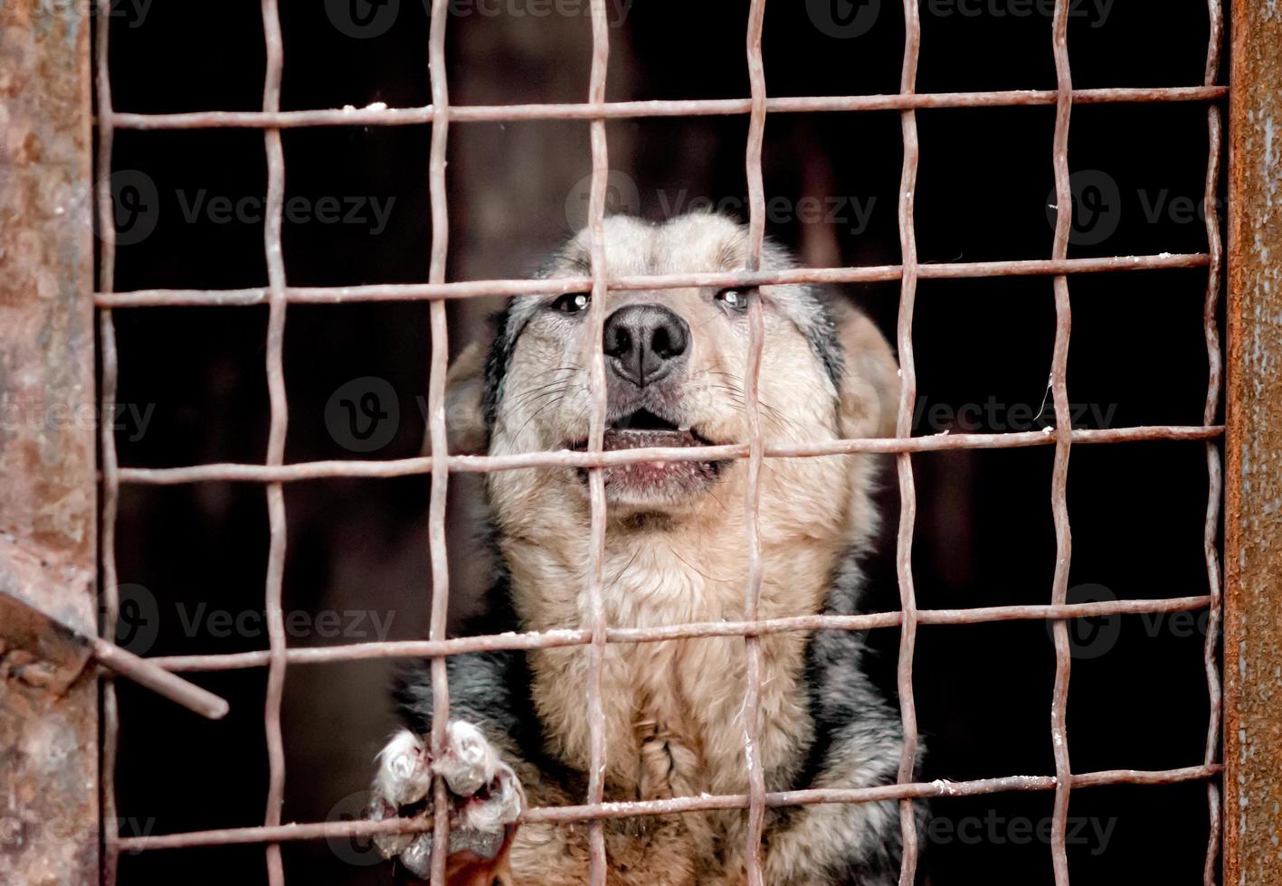 Dog behind a fence photo