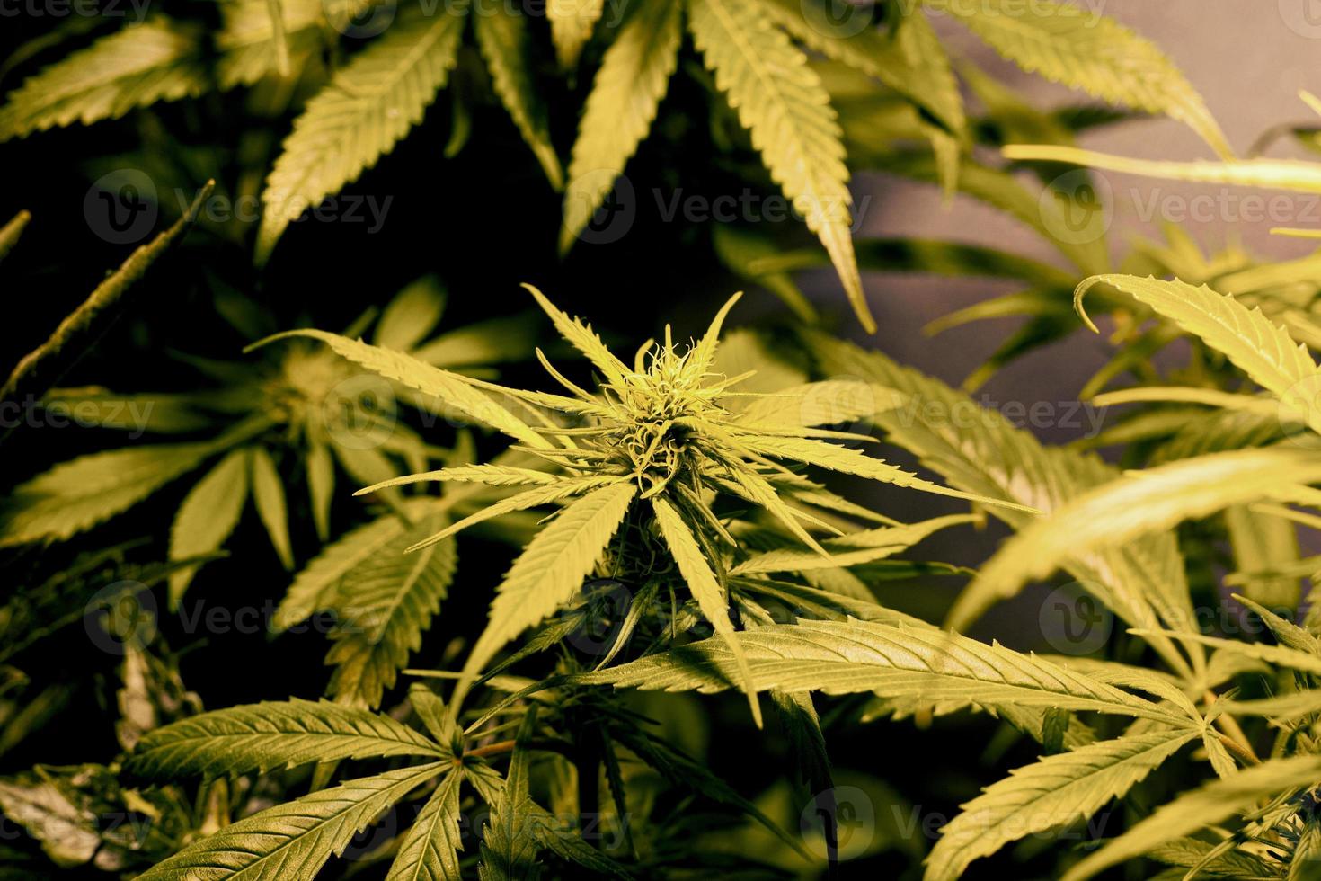 hojas verdes y brotes de arbustos de cannabis en flor foto