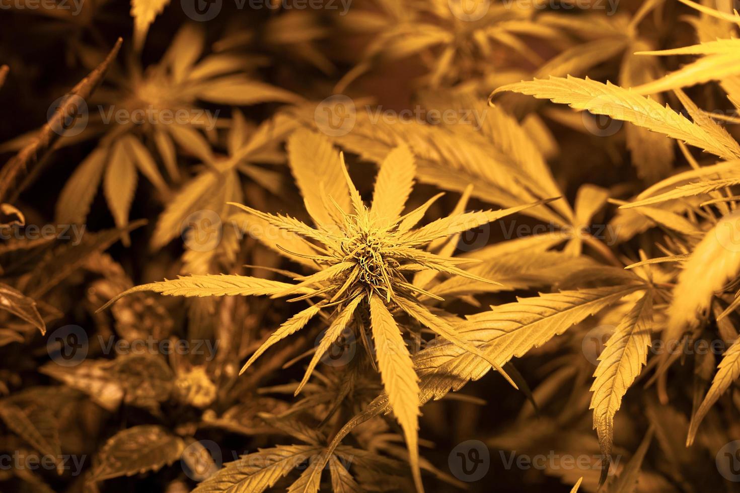 cultivo de cogollos de cannabis verde medicinal que crecen en interiores foto