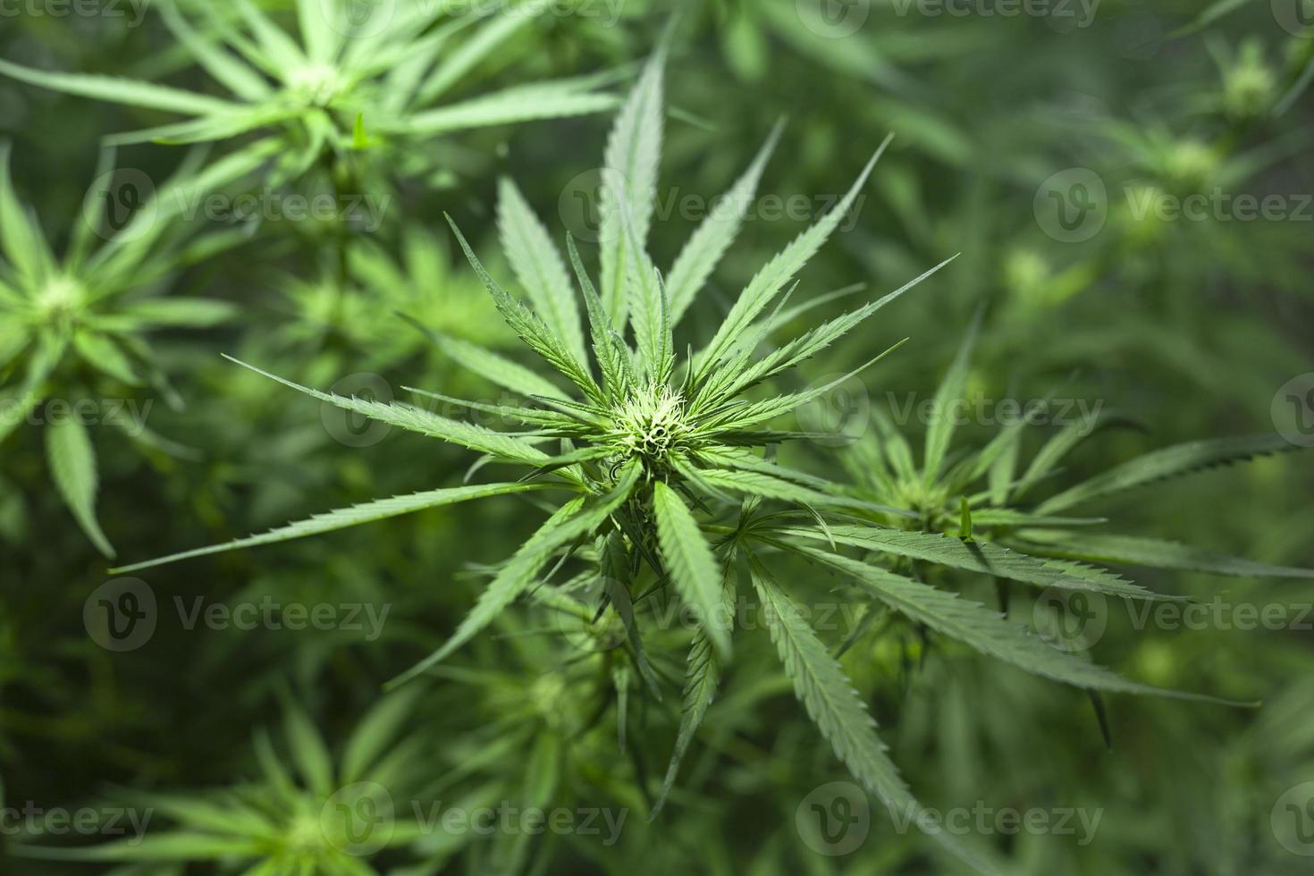 hermosa planta de marihuana con cogollos florecientes foto