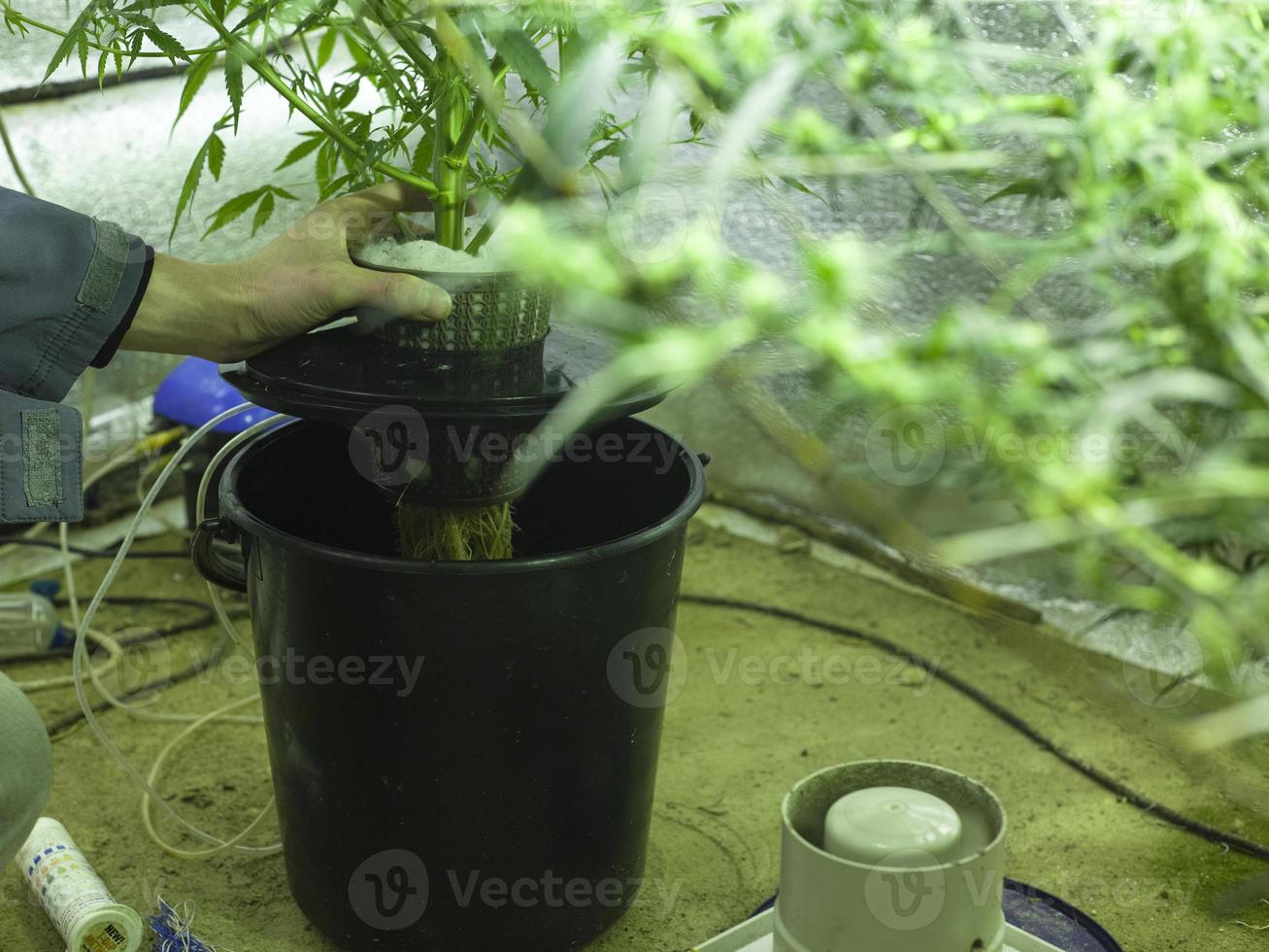 Hydroponic cannabis cultivation photo