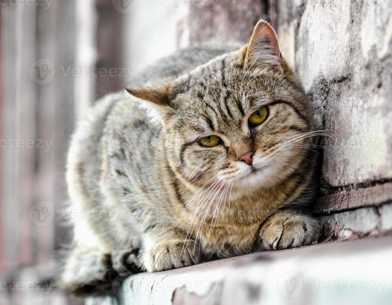 Close-up of a cat on a wall photo