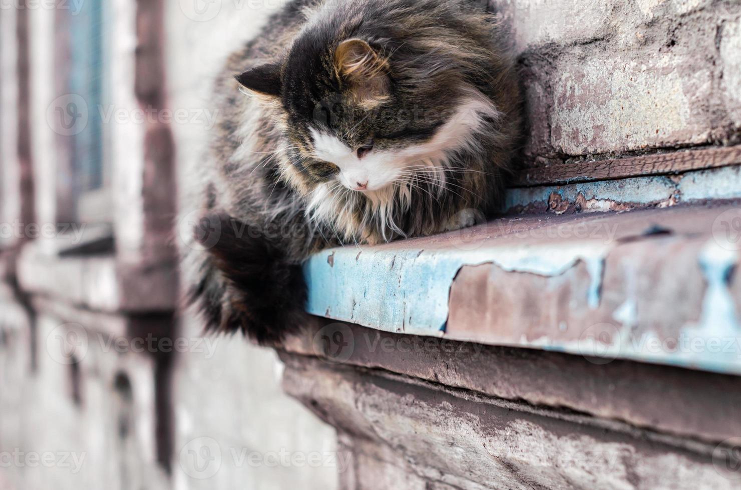 Longhaired cat on a wall photo