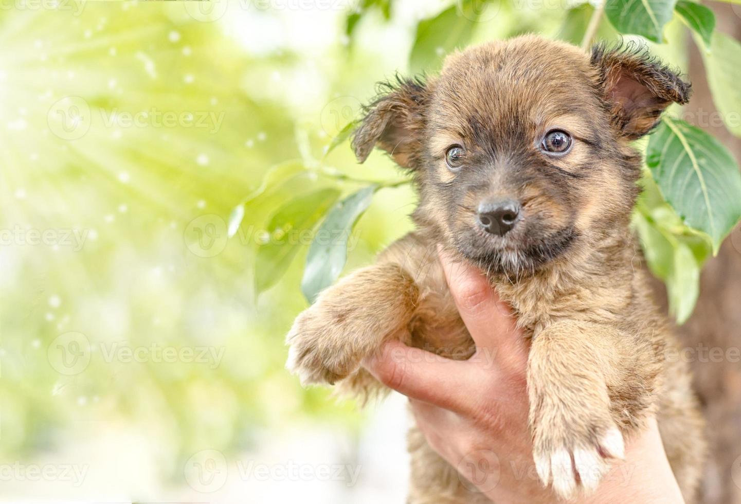 Brown puppy in hands photo
