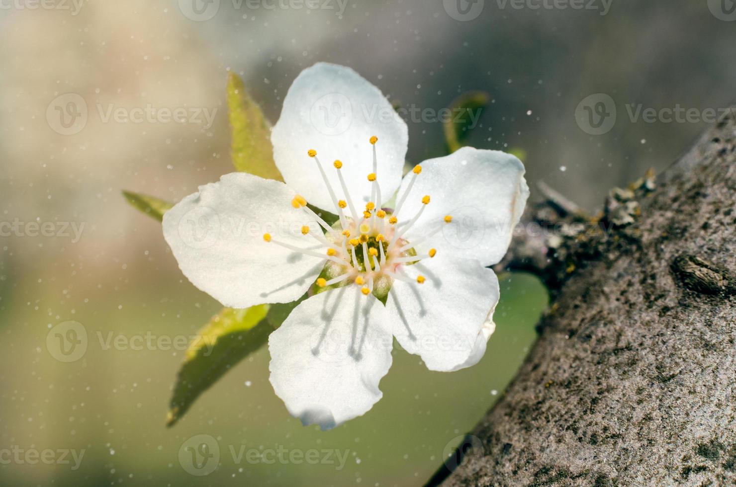 primer plano, de, un, manzano, flor foto