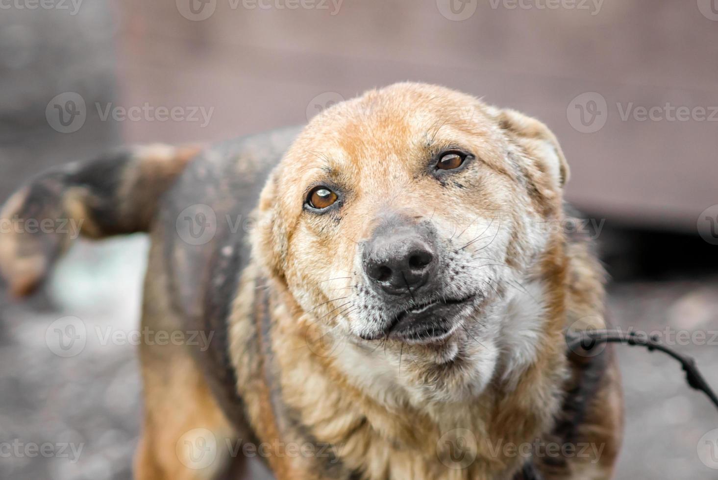 perro con ojos tristes foto