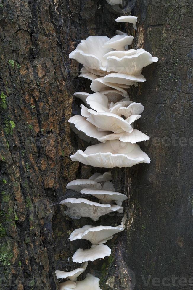 ostra india pleurotus pulmonarius ostra italiana, hongo fénix, ostra pálida o ostra de pulmón foto