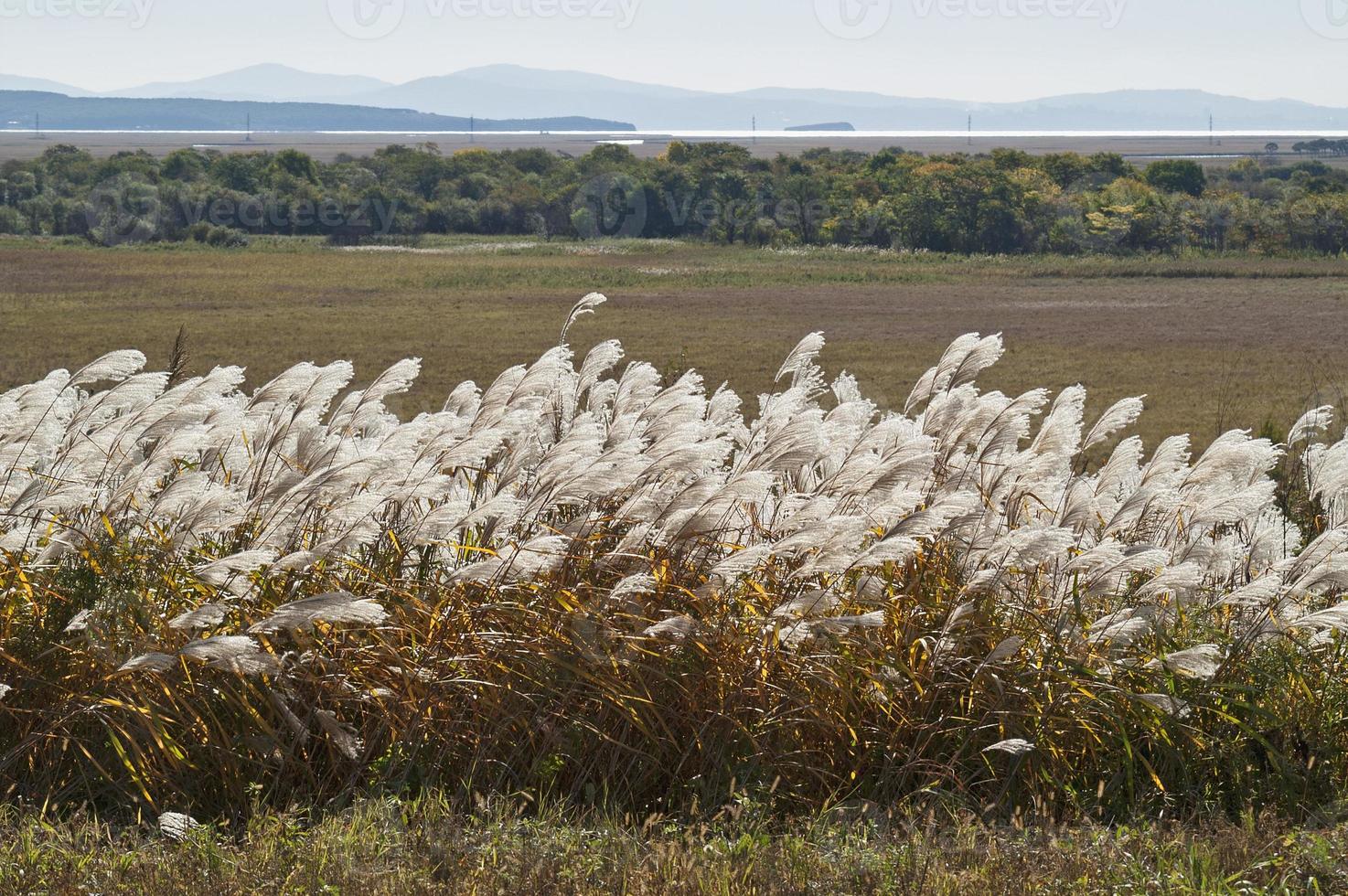 Amur silver grass Miscanthus sacchariflorus called Japanese silver grass photo