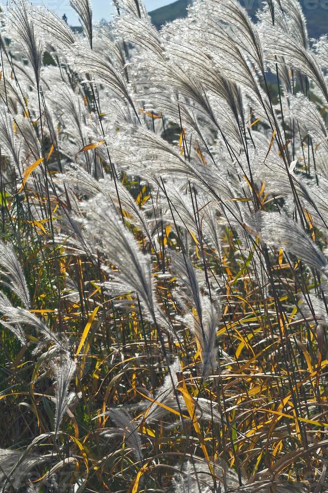 Amur silver grass miscanthus sacchariflorus llamado pasto plateado japonés foto