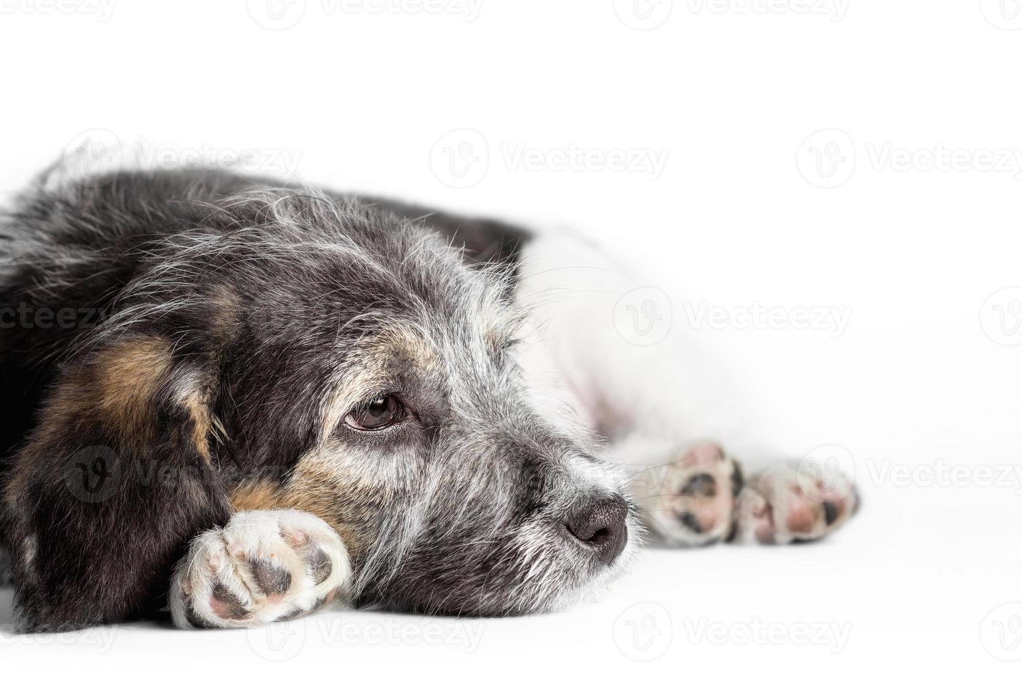 perro triste sobre un fondo blanco foto