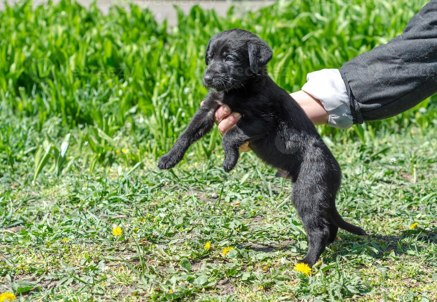 Owner holding puppy photo