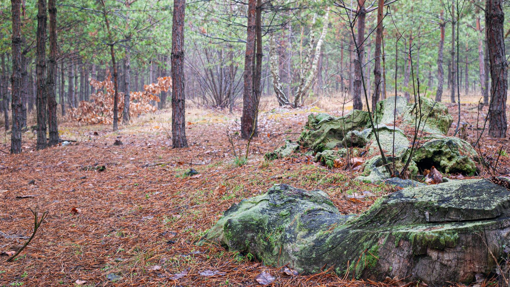 Troncos tocón cubierto de musgo en un bosque joven de pinos de coníferas foto