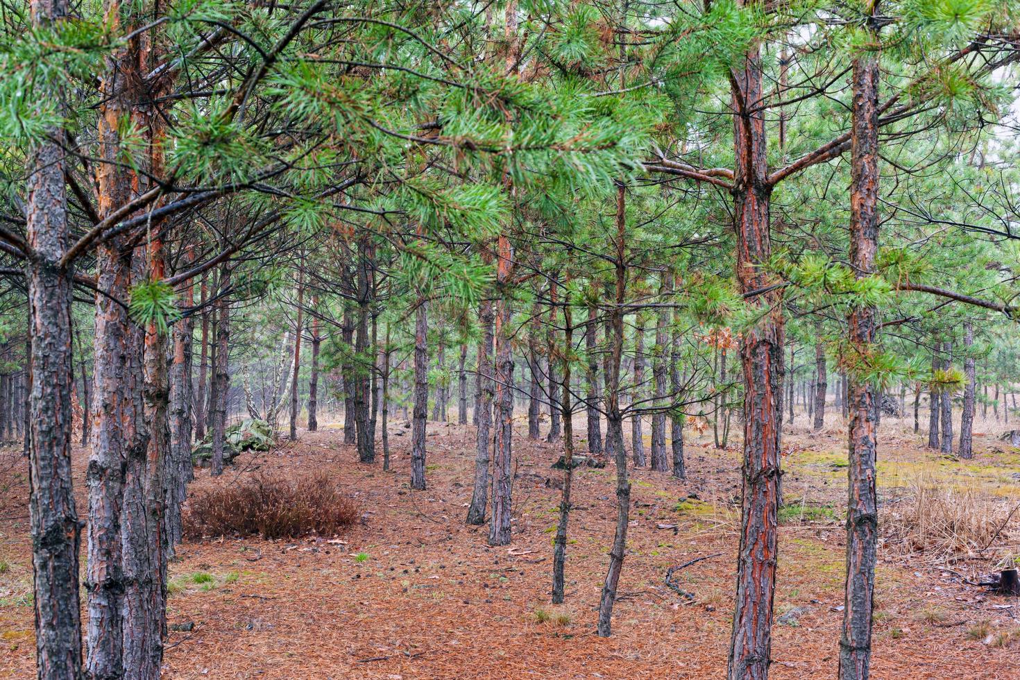 Bosque joven de pinos de coníferas en una mañana brumosa foto