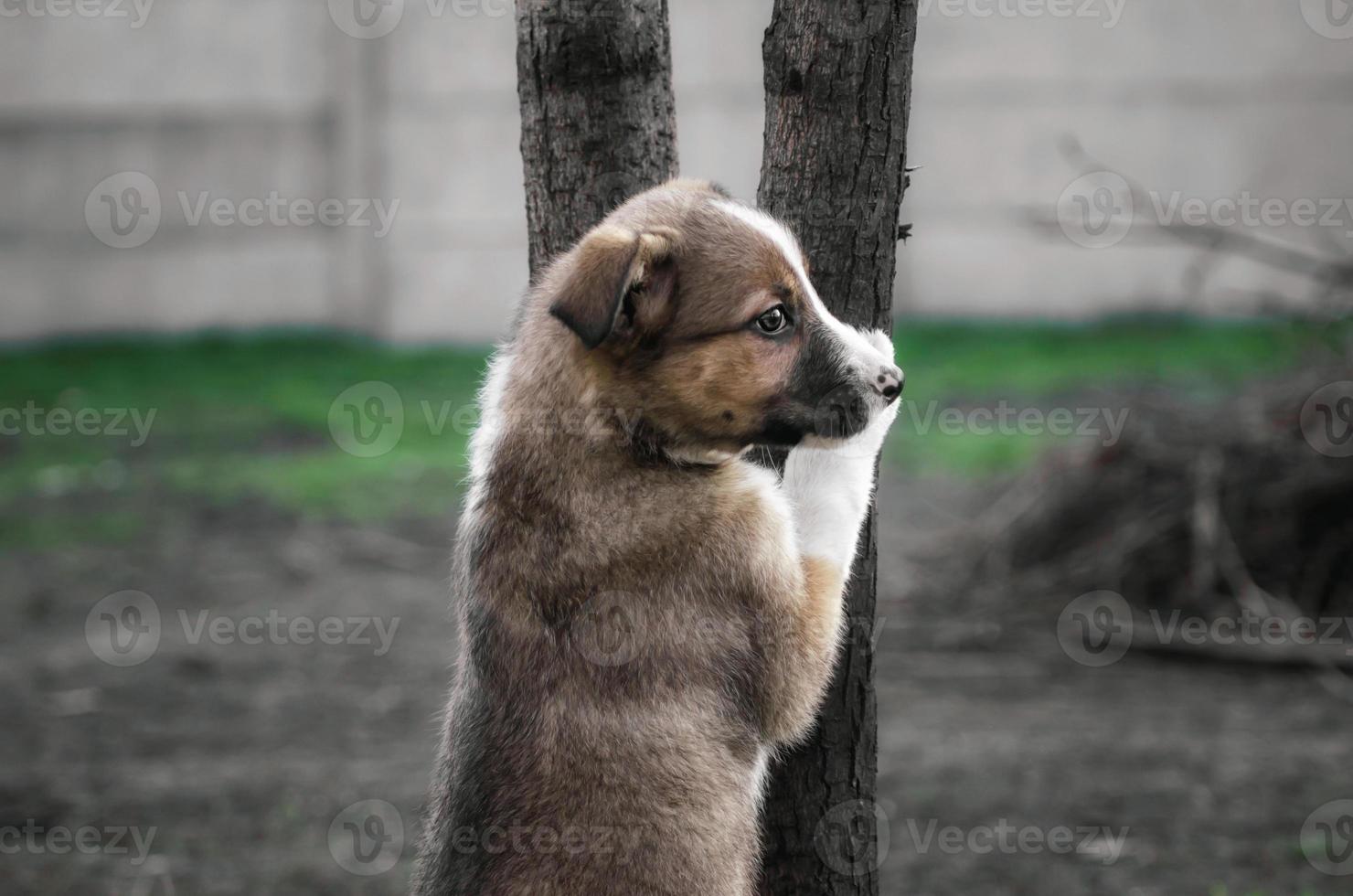 Dog on tree photo