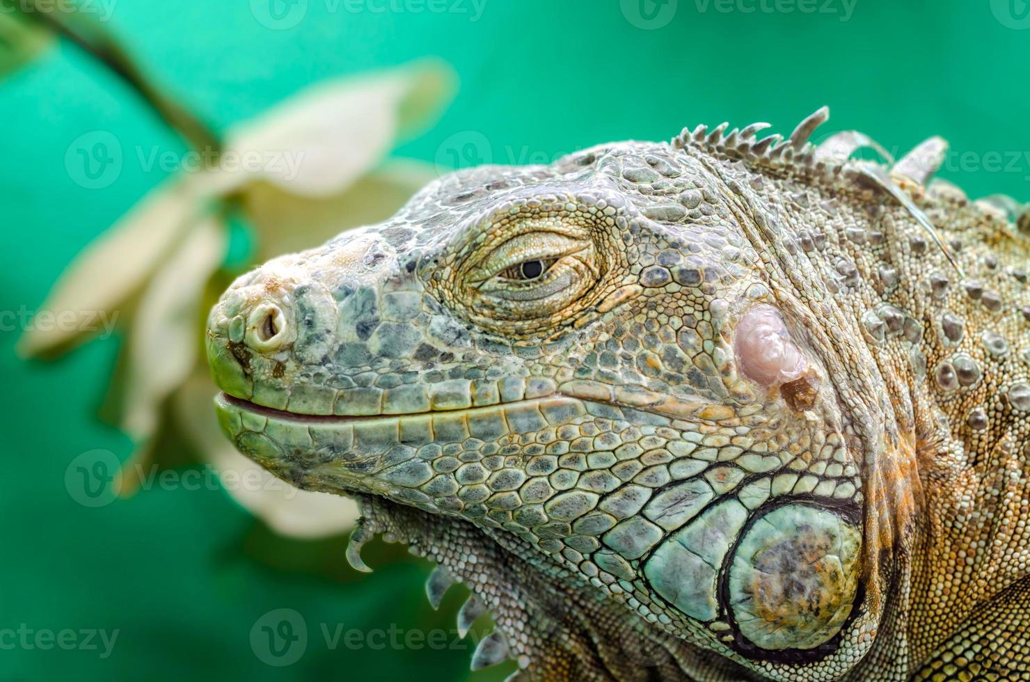 Big iguana on a green background photo