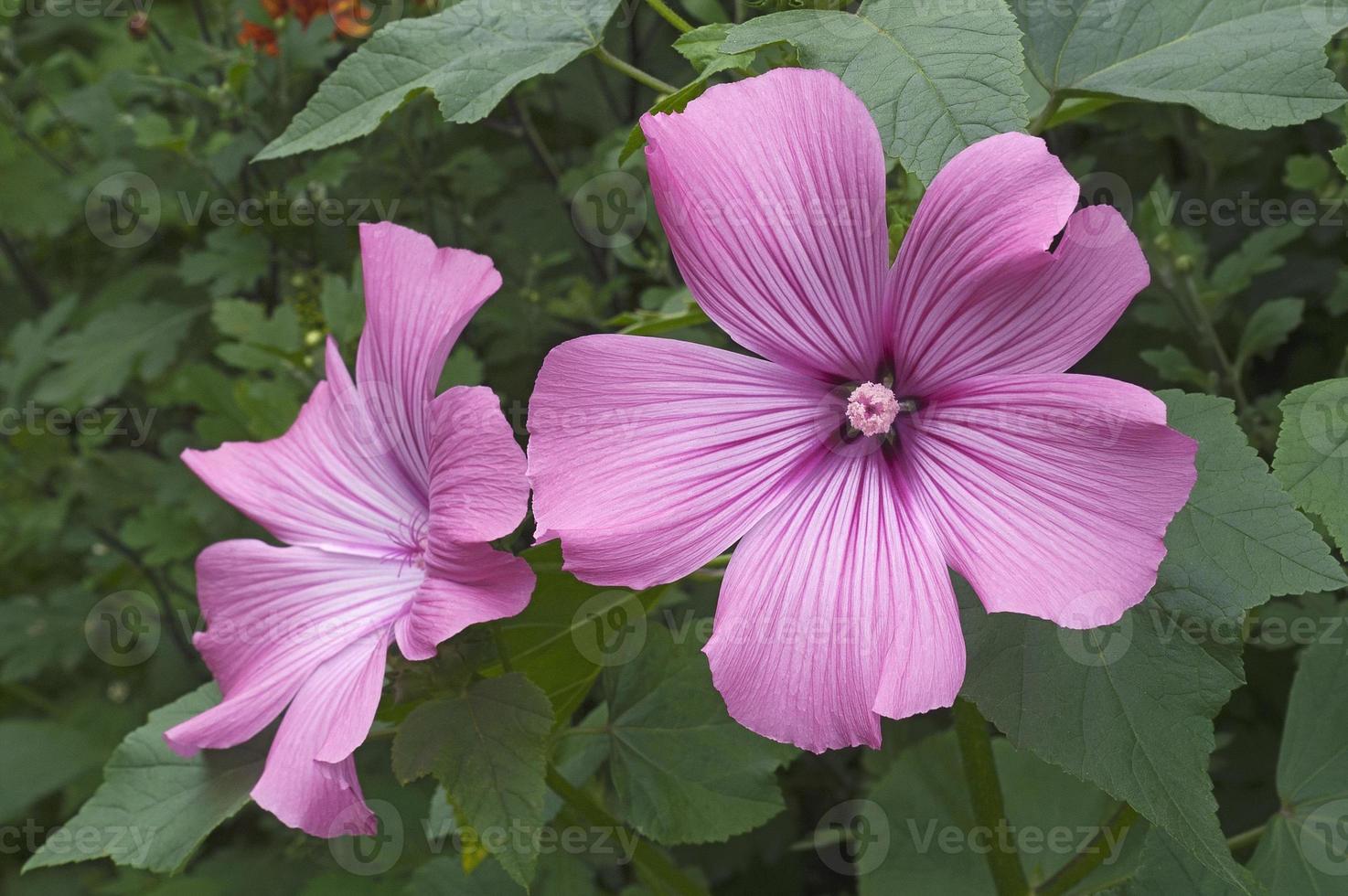 malva anual lavatera trimestris llamada malva rosa, malva real y malva real. otro nombre científico es althaeae trimestris foto