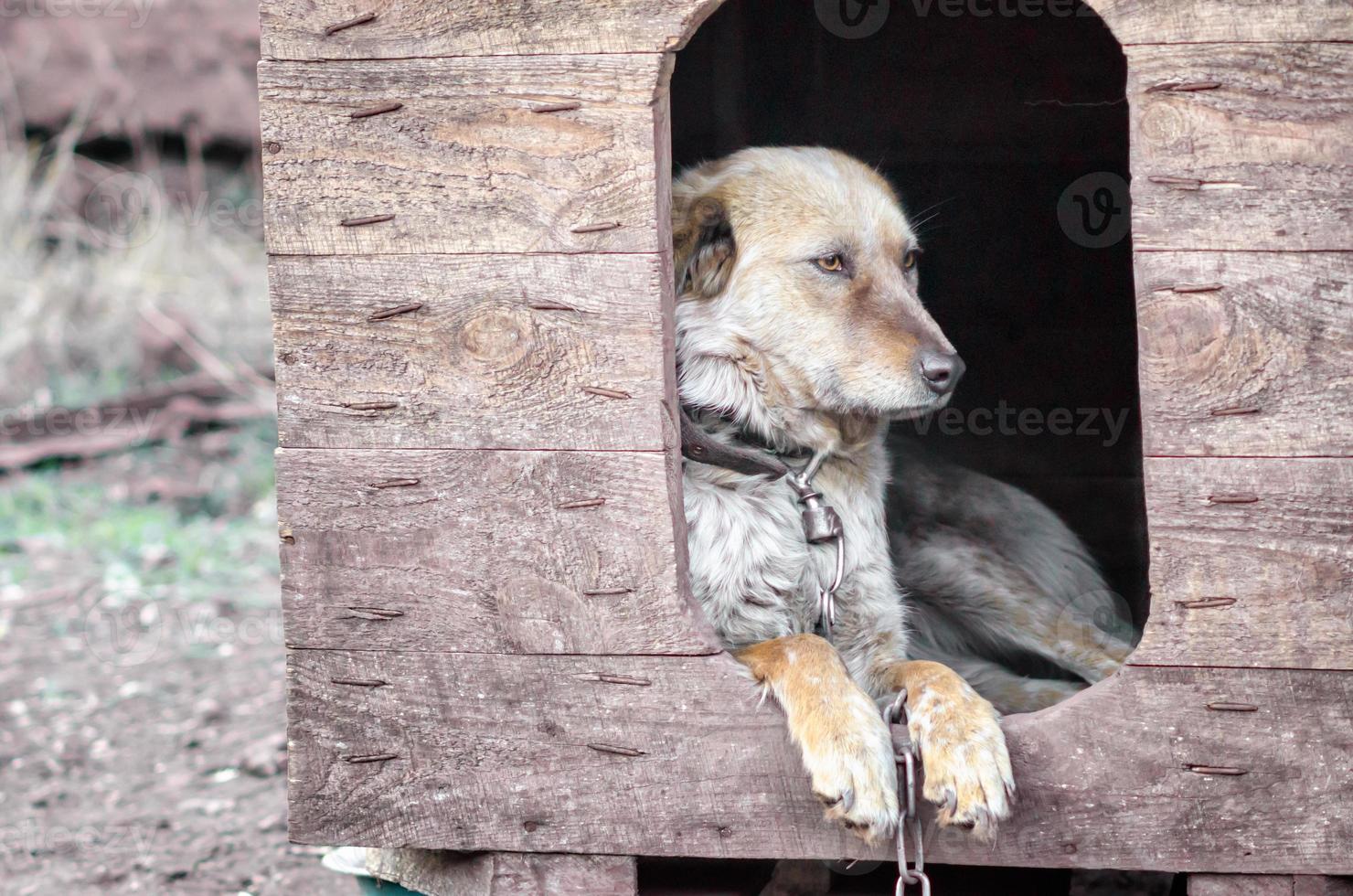 perro triste en una caseta de perro foto