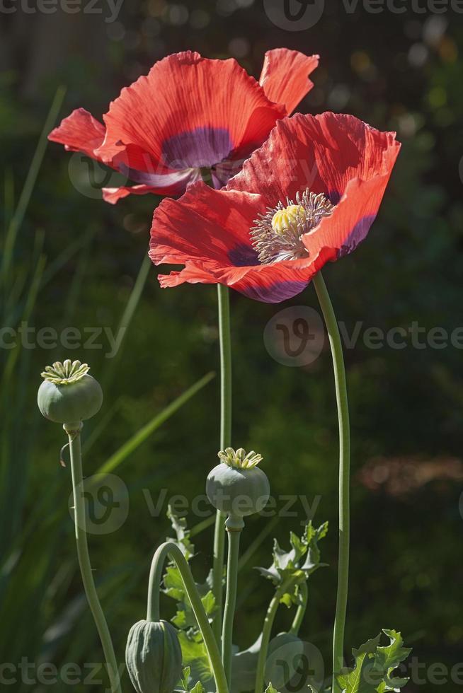 Opium poppy flowers photo