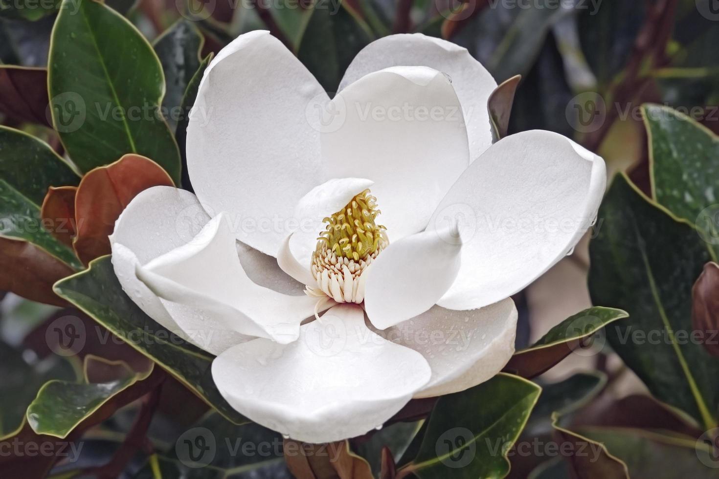 flor de magnolia del sur foto