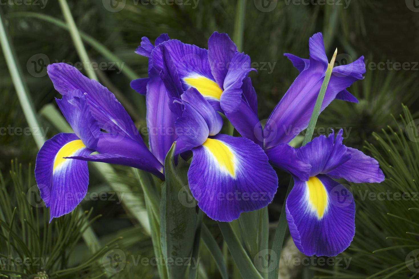 iris holandés, iris xiphium llamado iris español foto