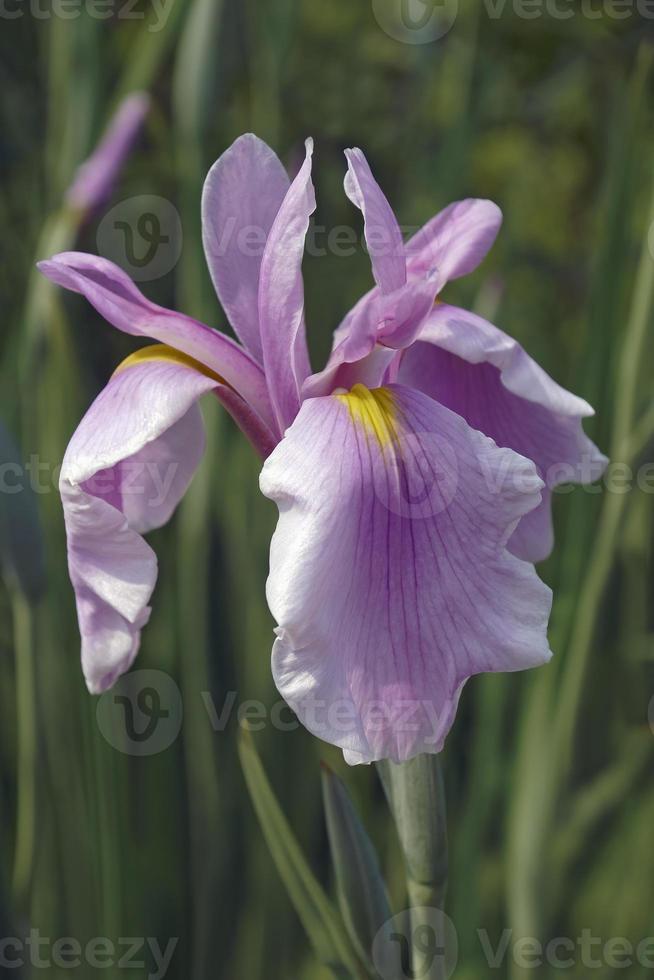 rosa reina iris, iris ensata, rosa reina foto