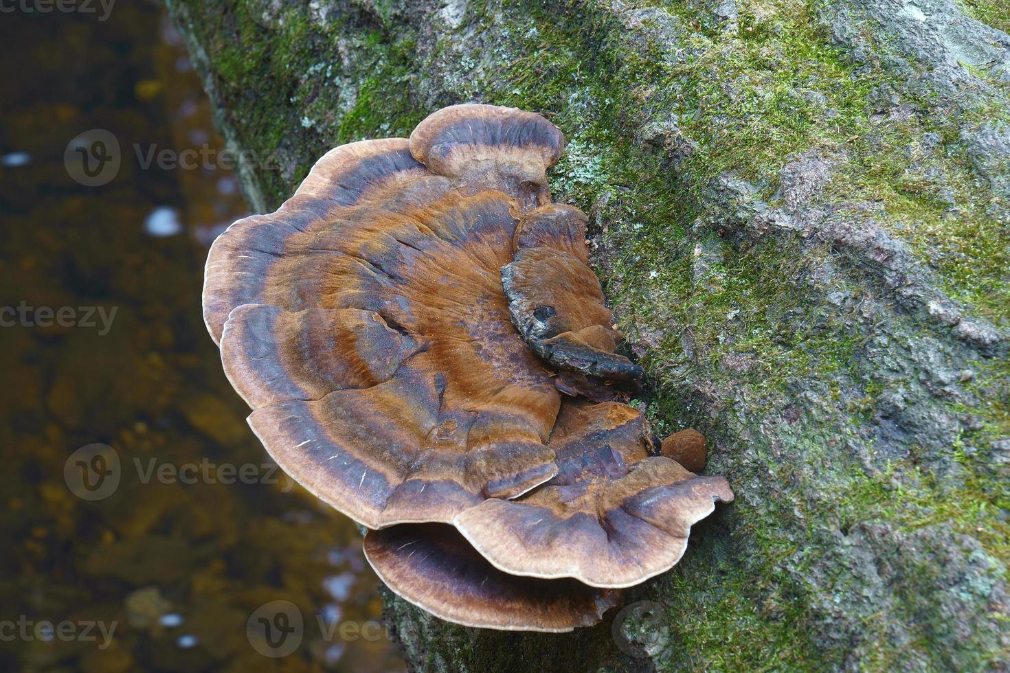 polypore resinoso ischnoderma resinosum llamado polypore tardío del otoño y soporte de benjuí también foto