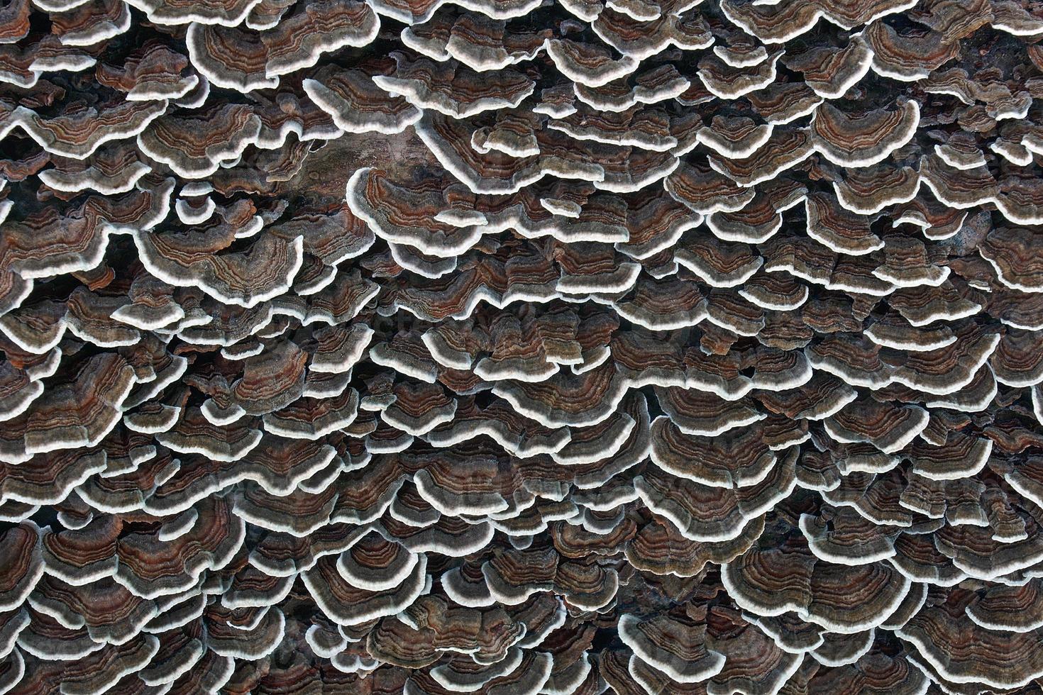 Close up image of Turkey tail fungus photo