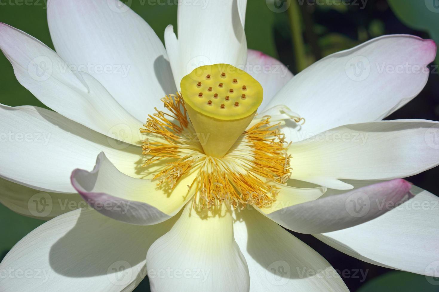 flor de loto sagrada foto