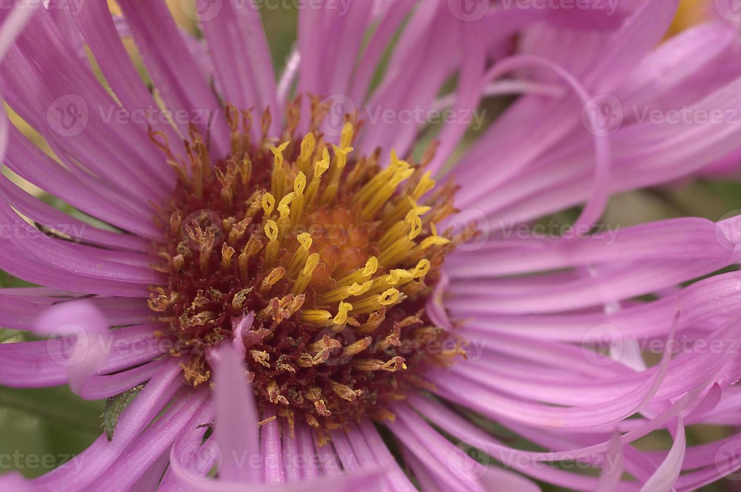 New England aster Symphyotrichum novae-angliae known also as Michaelmas Daisy. Another scientific name is Aster novae-angliae. photo