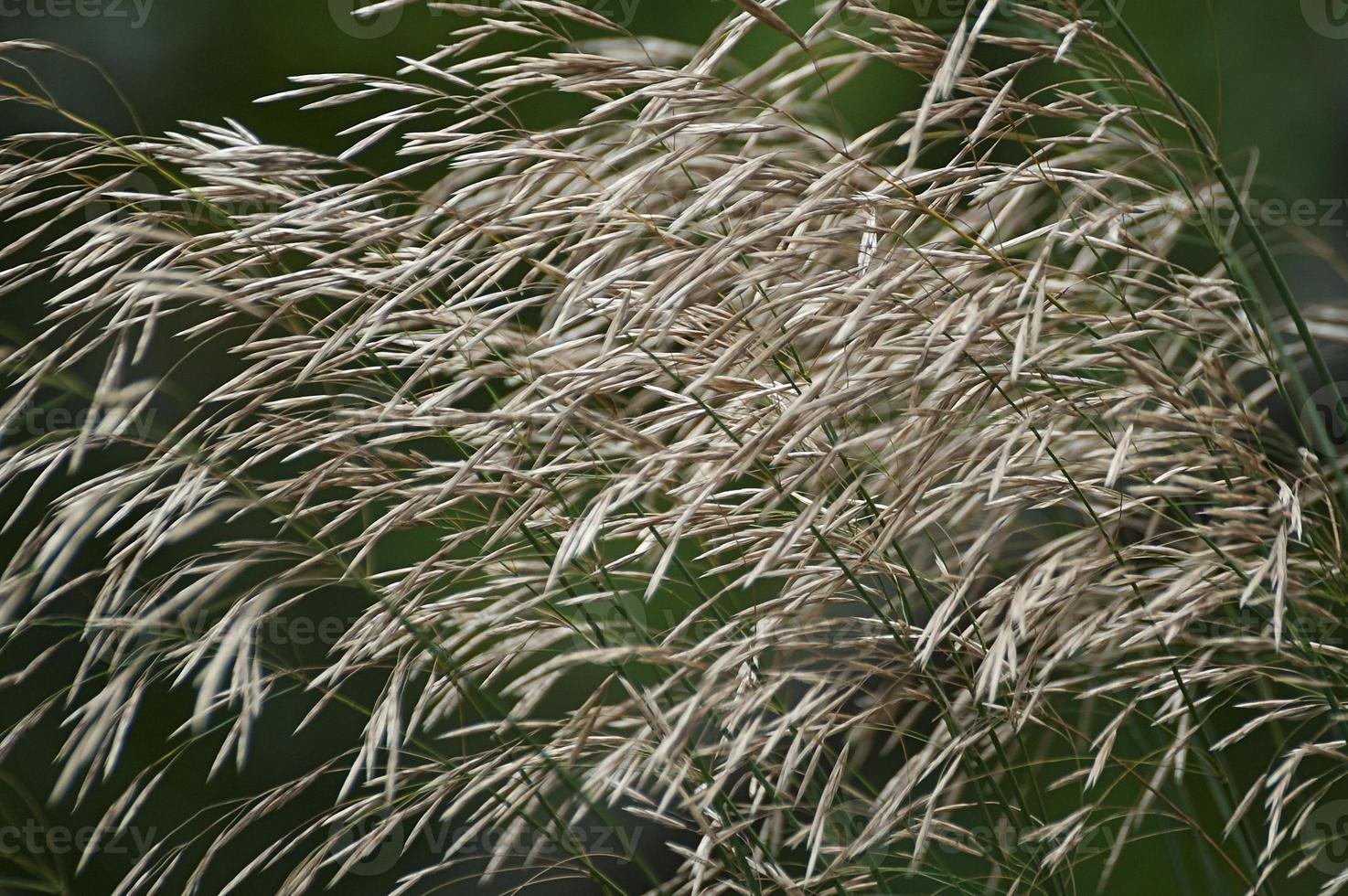 Smooth brome grass Bromopsis inermis called Awnless brome grass and Hungarian brome grass also. Another scientific name is Bromus inermis photo