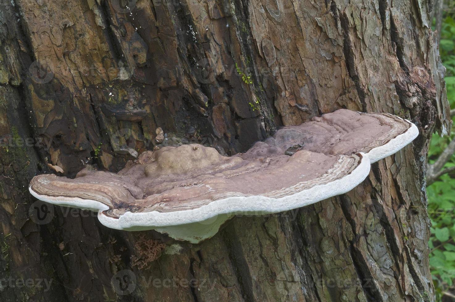 hongo conk del artista Ganoderma applanatum llamado soporte del artista foto