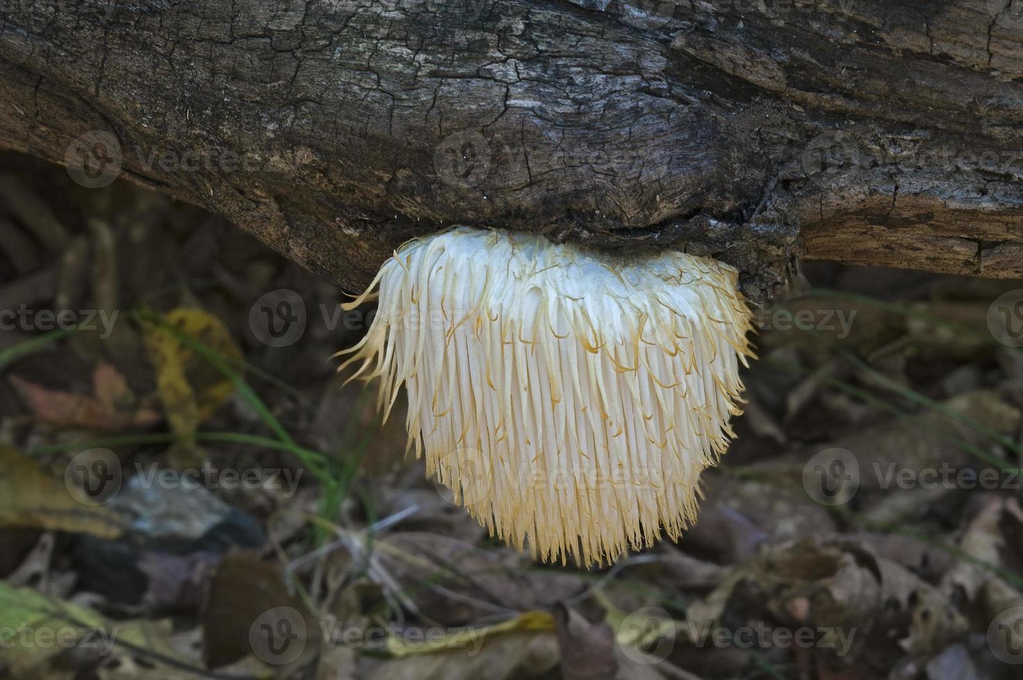 Lion's mane mushroom Hericium erinaceus called Bearded tooth mushroom, Satyr's Beard, Bearded Hedgehog mushroom, and pom pom mushroom photo