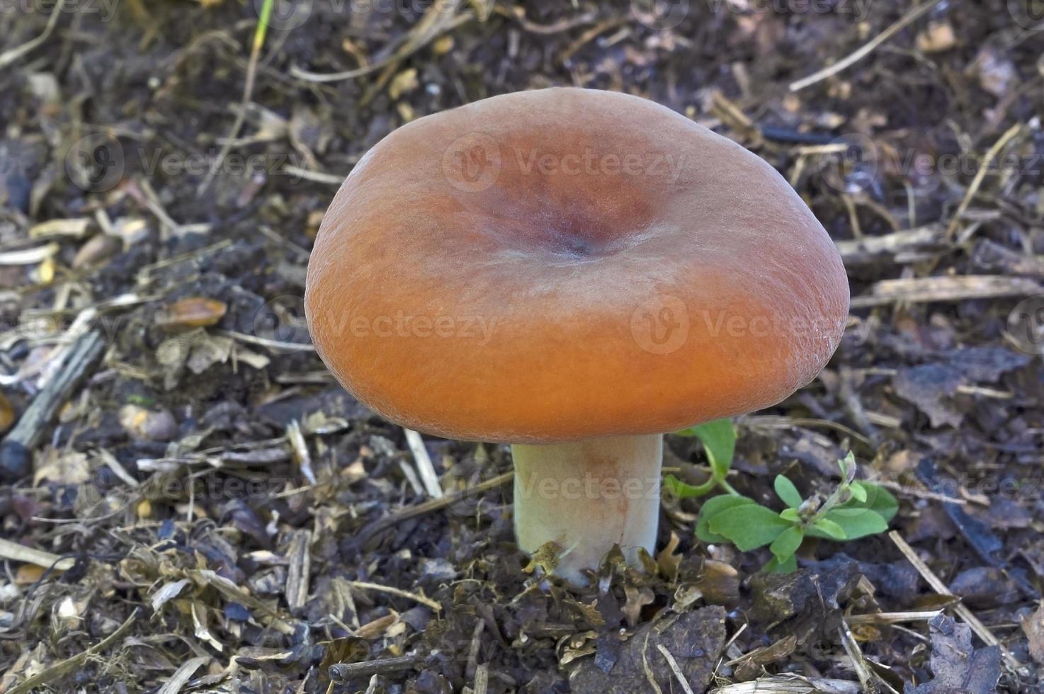Tawny milkcap mushroom Lactifluus volemus known also as Weeping milk cap, Voluminous milky and Volumonous-latex milky. Another scientific name is Lactarius volemus. photo