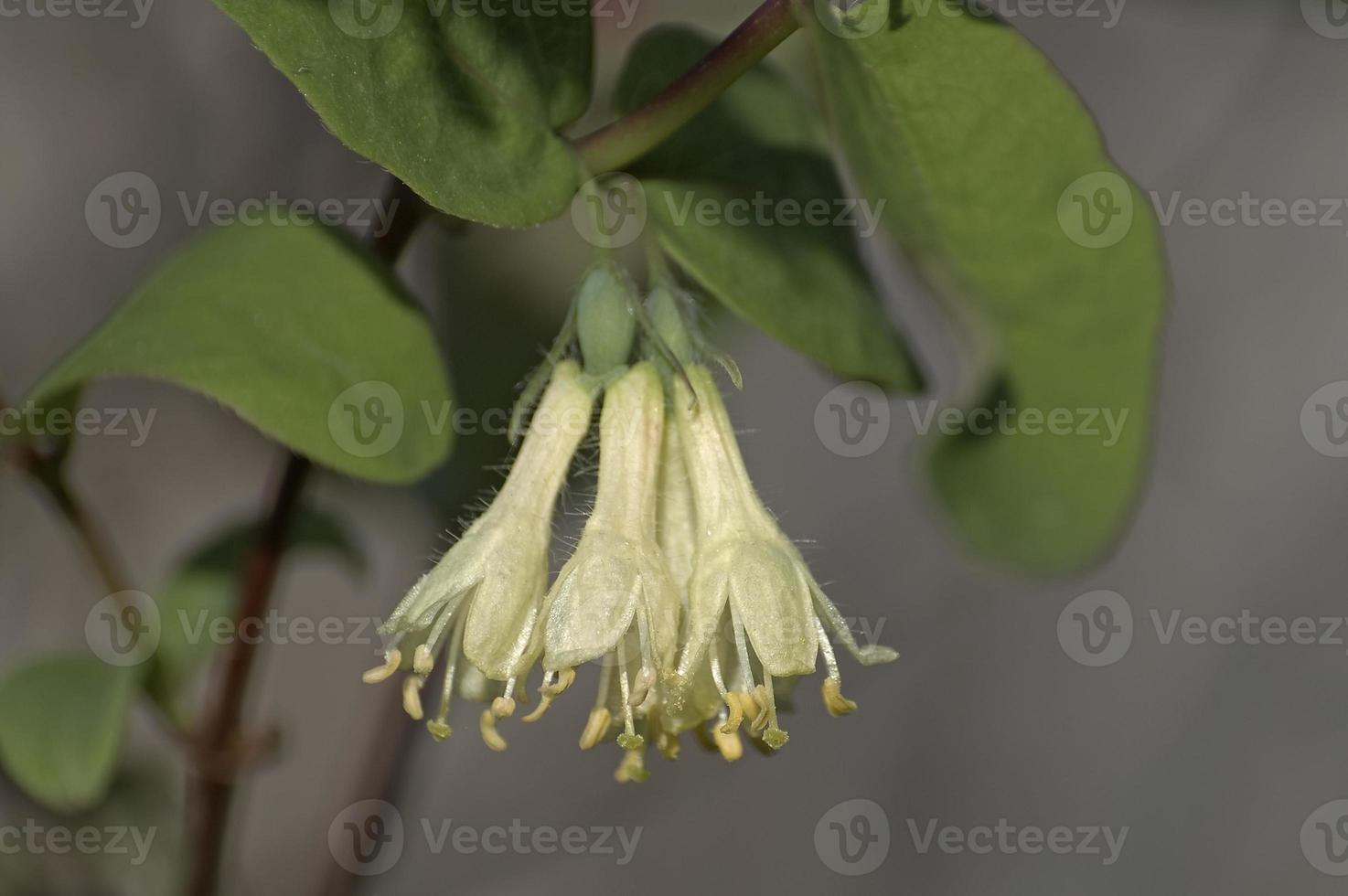 madreselva azul lonicera caerulea var. edulis foto