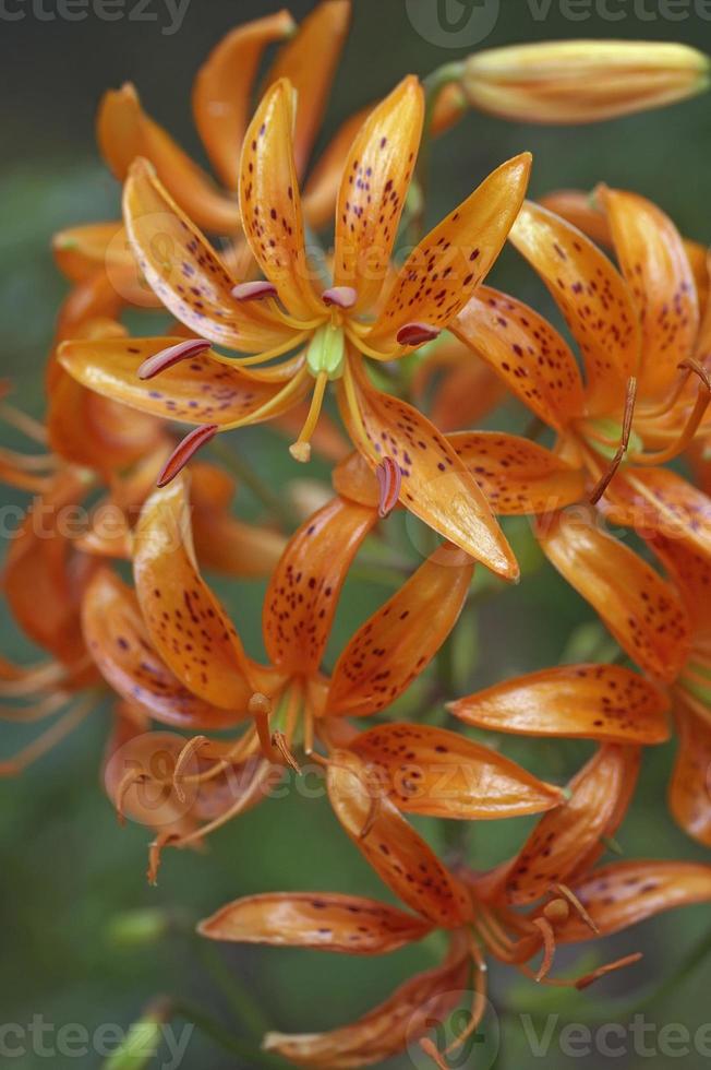 Kochang lily Lilium distichum photo