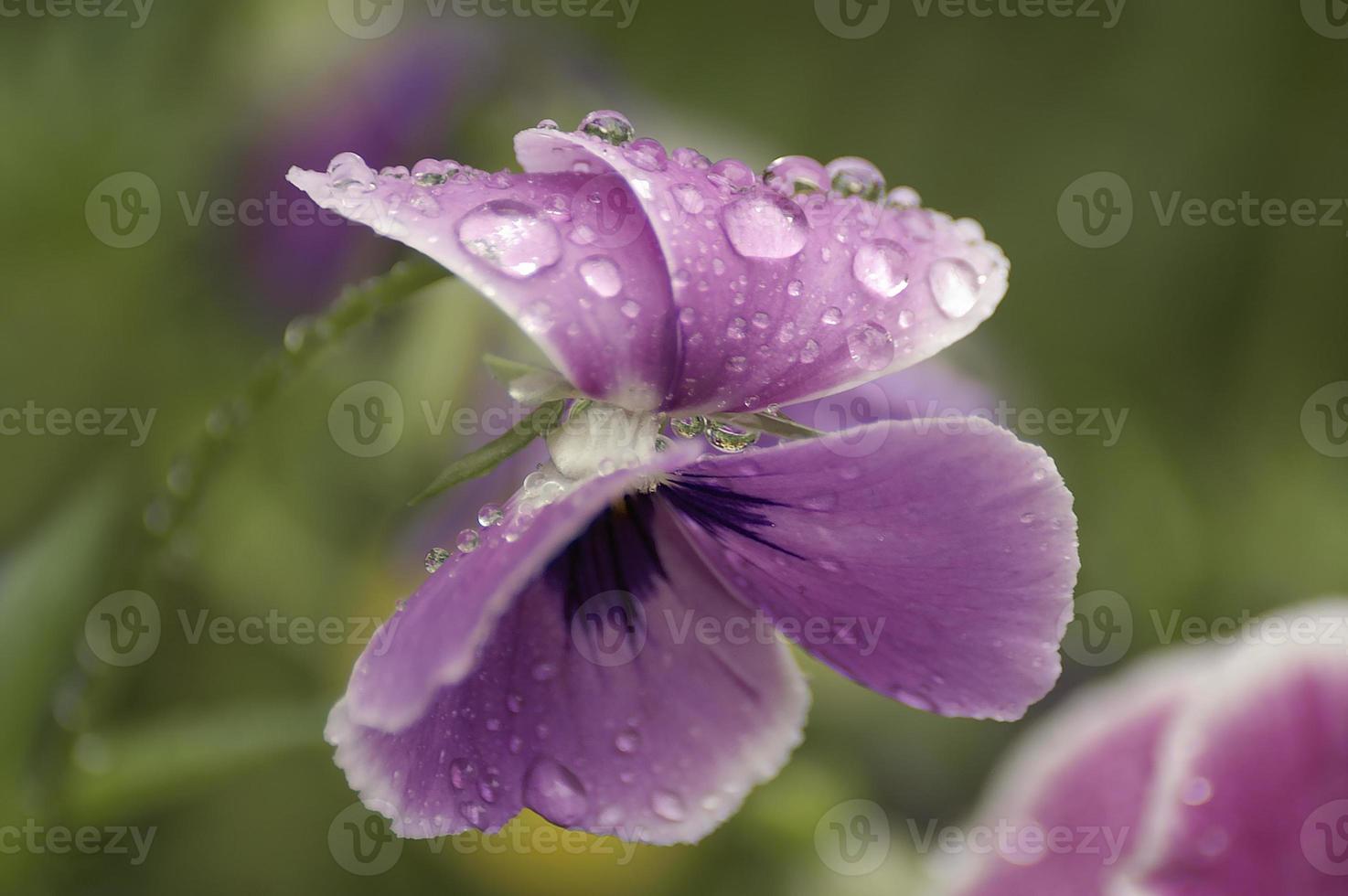 pensamiento, viola x wittrockiana, también conocido como pensamiento de jardín foto