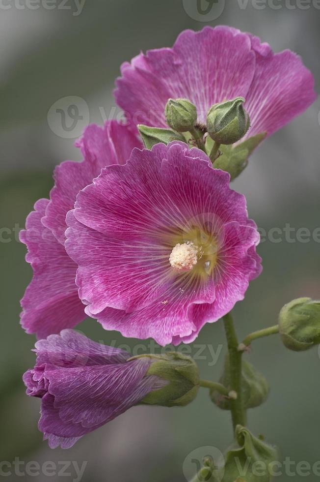 malva común alcea rosea foto